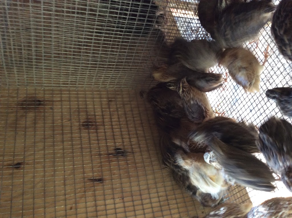 Raptorfood.com | 11411 Citrus Way, Brooksville, FL 34601, USA | Phone: (727) 207-6753