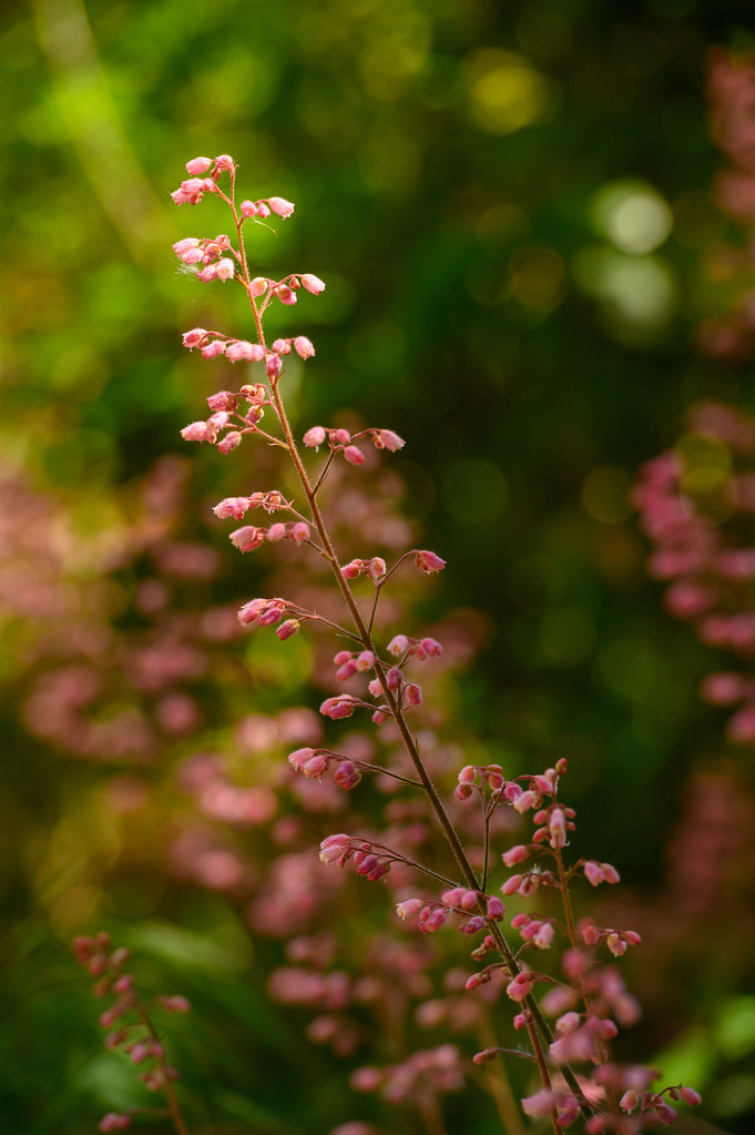 Mary Wattis Brown Garden of California Native Plants | Davis, CA 95616, USA | Phone: (530) 752-4880