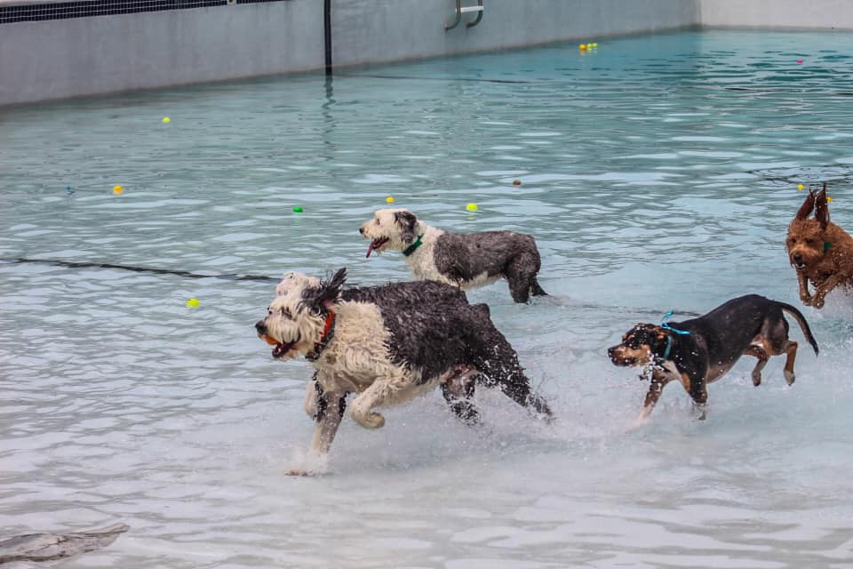 DogWorld Dog Park | 2275 Lynn St, Kannapolis, NC 28083, USA | Phone: (980) 277-0647