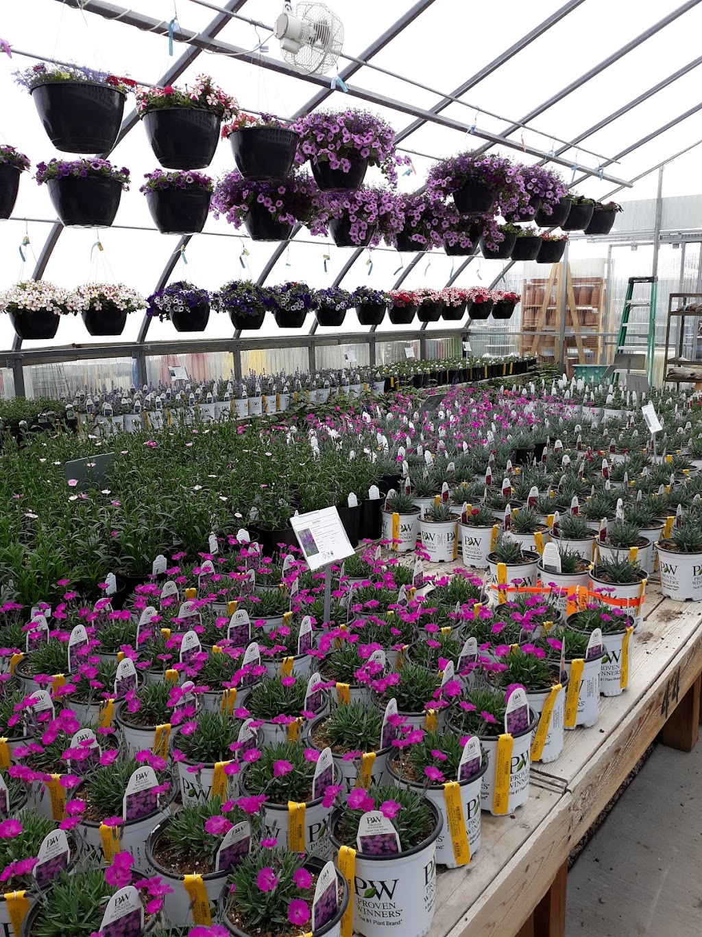 Pine Lane Nursery | 18200 Apache Dr, Parker, CO 80134, USA | Phone: (303) 841-3009