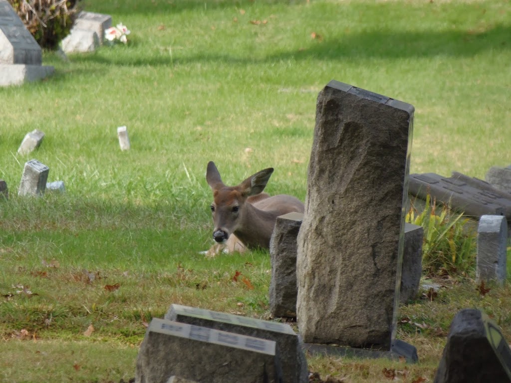 Mount Rose Cemetery | 2 North, Jefferson Ave, Moundsville, WV 26041, USA | Phone: (304) 845-5559