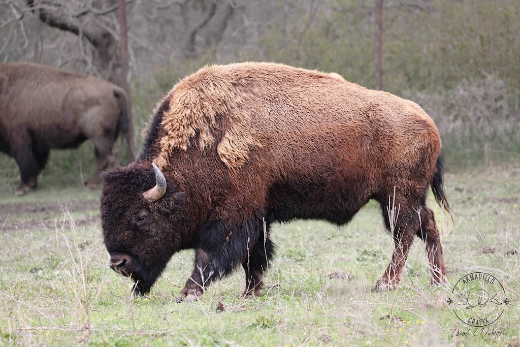 Nebraskas Wildlife Safari Park | 814 E Park Hwy, Ashland, NE 68003, USA | Phone: (402) 944-9453