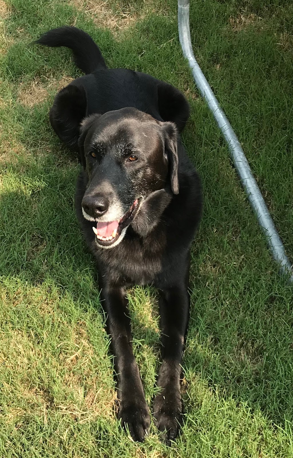 Parker Sitting - North Texas Dog Sitter | 1418 Feather Crest Dr, Krum, TX 76249, USA | Phone: (940) 255-1675