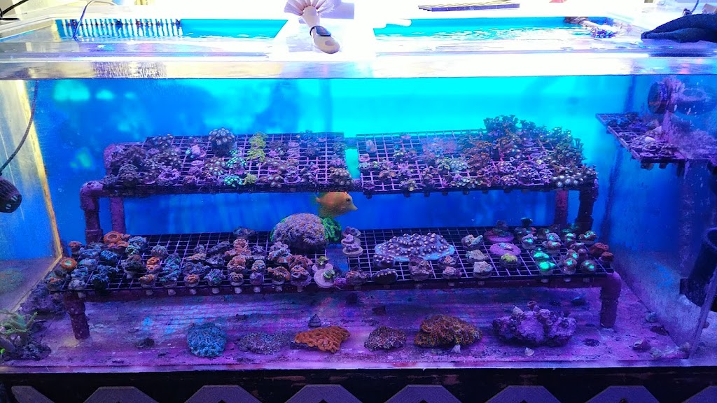 Drysdale Aquarium Inc | 2260 Knight Rd, Land O Lakes, FL 34639, USA | Phone: (813) 909-0060