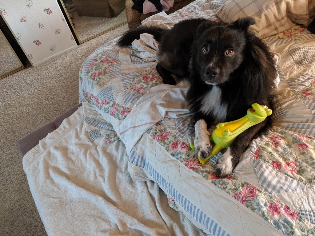 Ontario Spay and Neuter | 750 N Archibald Ave, Ontario, CA 91764, USA | Phone: (844) 676-7387