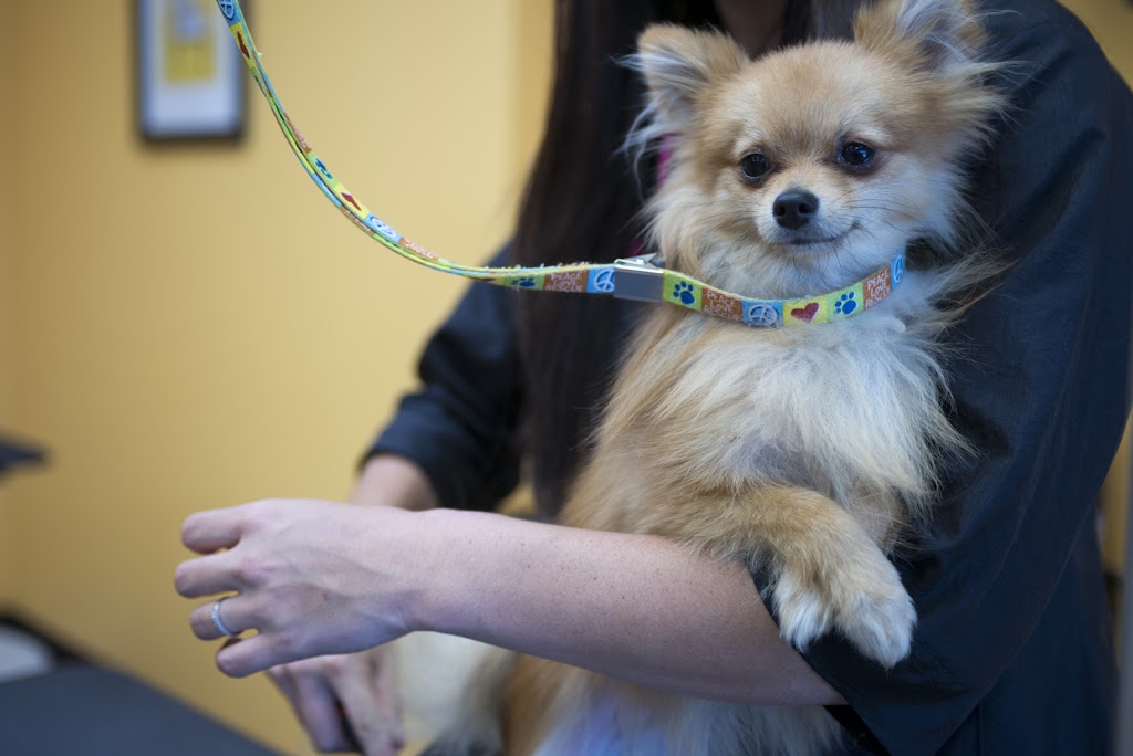 Grooming With Love | 29851 Aventura, Rancho Santa Margarita, CA 92688, USA | Phone: (949) 713-9357