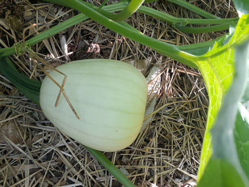 Cuyahoga Falls Community Gardens at Keyser Park | 783 W Bath Rd, Cuyahoga Falls, OH 44223, USA | Phone: (330) 923-4524