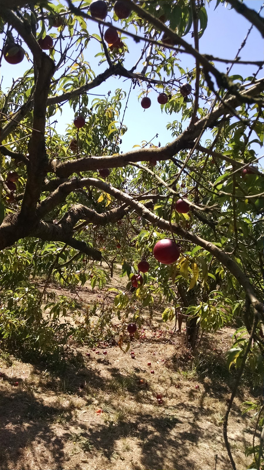 Pilgrim Orchards Baugh | 13627 Arndt Rd, Aurora, OR 97002, USA | Phone: (503) 678-2644