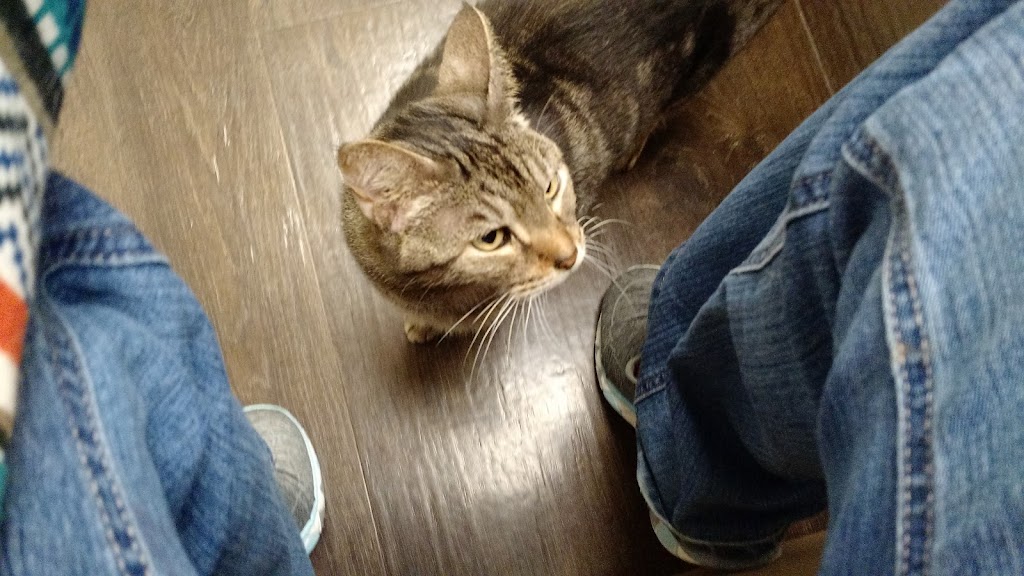 All About Cats Veterinary Hospital | 6501 132nd Ave NE, Kirkland, WA 98033, USA | Phone: (425) 636-8201