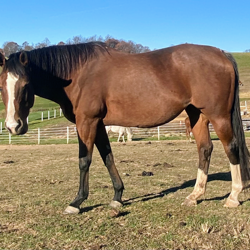 Cedar Grove Farm Horse Boarding | 64 Meneely Rd, Burgettstown, PA 15021 | Phone: (304) 312-8003