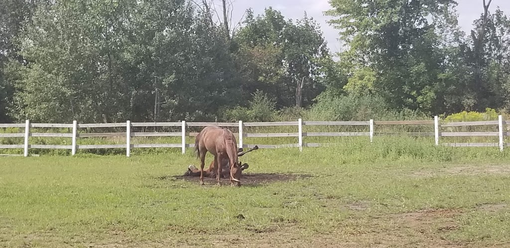 Great Oaks Equestrian Center LLC | 9633 Lindsey Rd, Casco, MI 48064, USA | Phone: (586) 242-2777