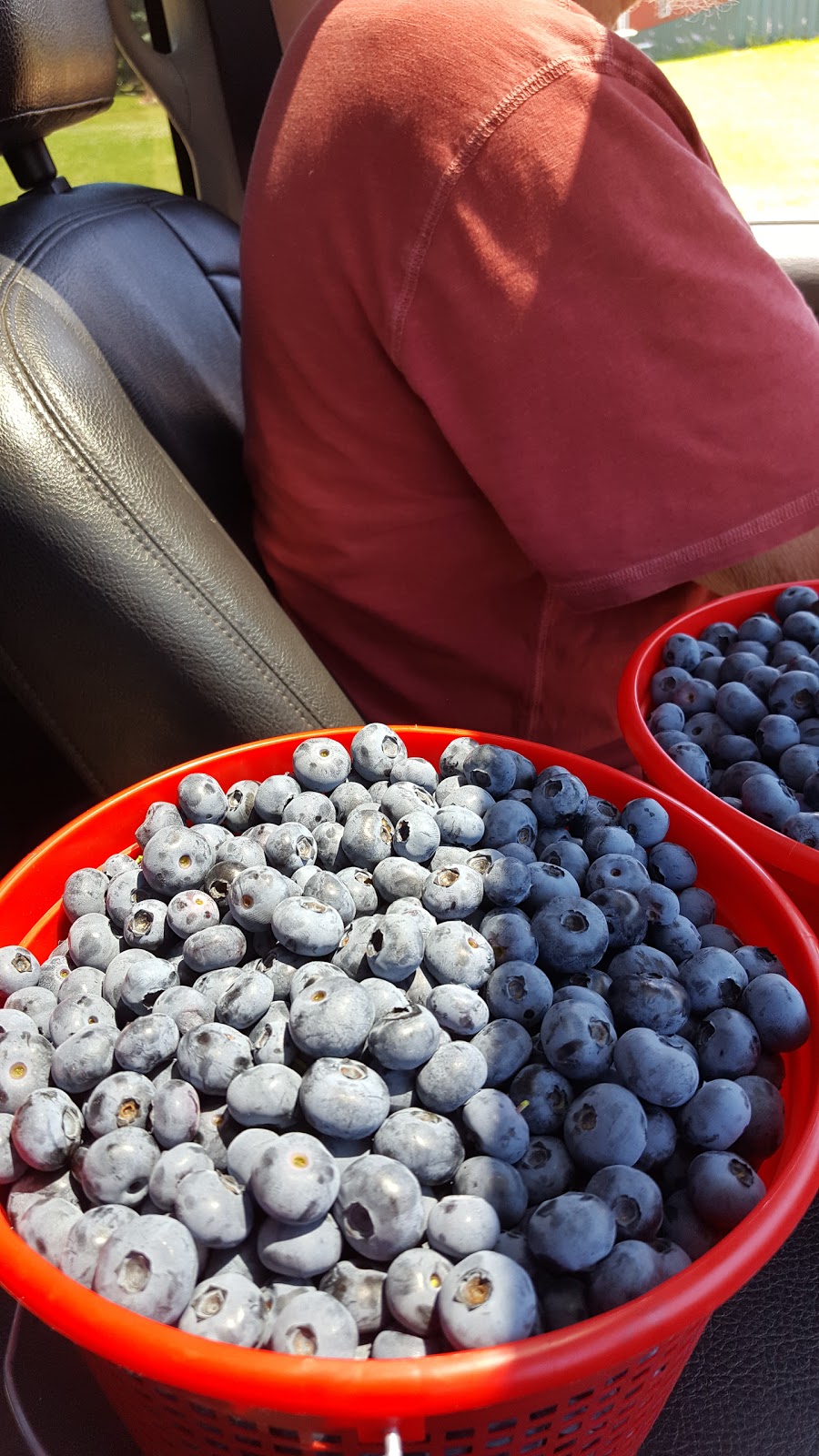 Berry Farmer | E10222 Hoot Owl Valley Road, Baraboo, WI 53913, USA | Phone: (608) 355-1965