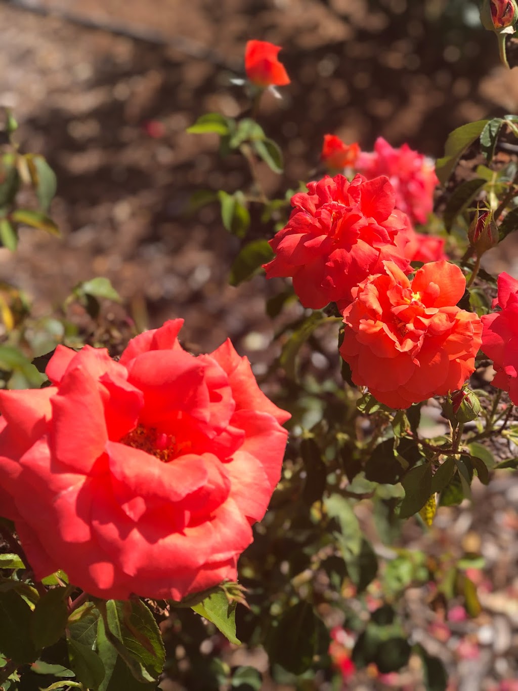 Rosary Garden | 3323 CA-67, Ramona, CA 92065, USA | Phone: (760) 533-5360