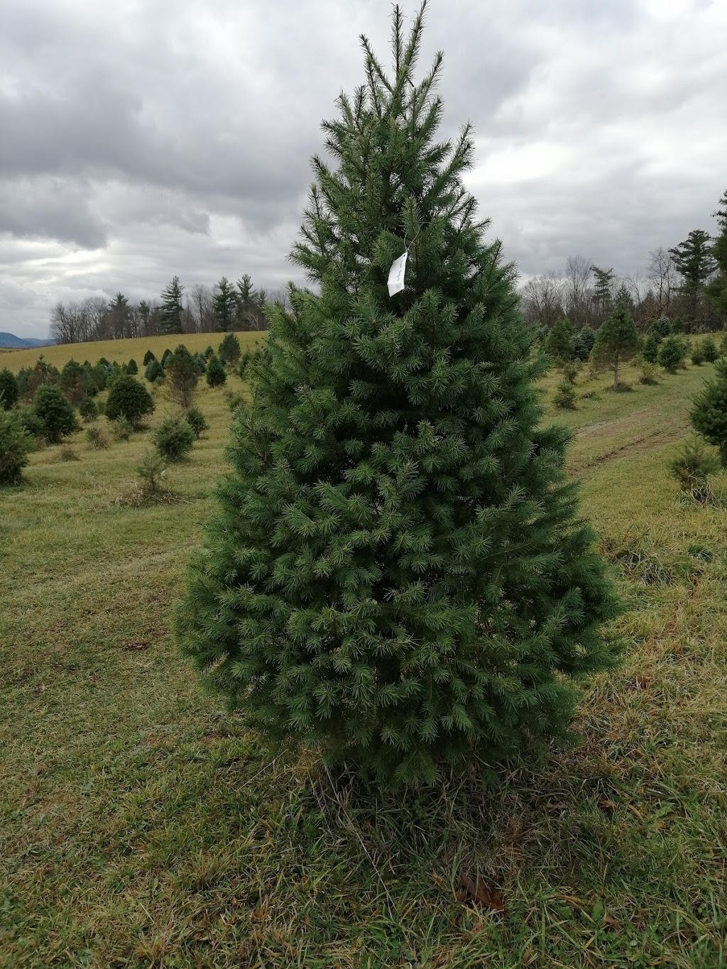 Morins Tree Farm | 635 Groveside Rd, Buskirk, NY 12028, USA | Phone: (518) 275-8501