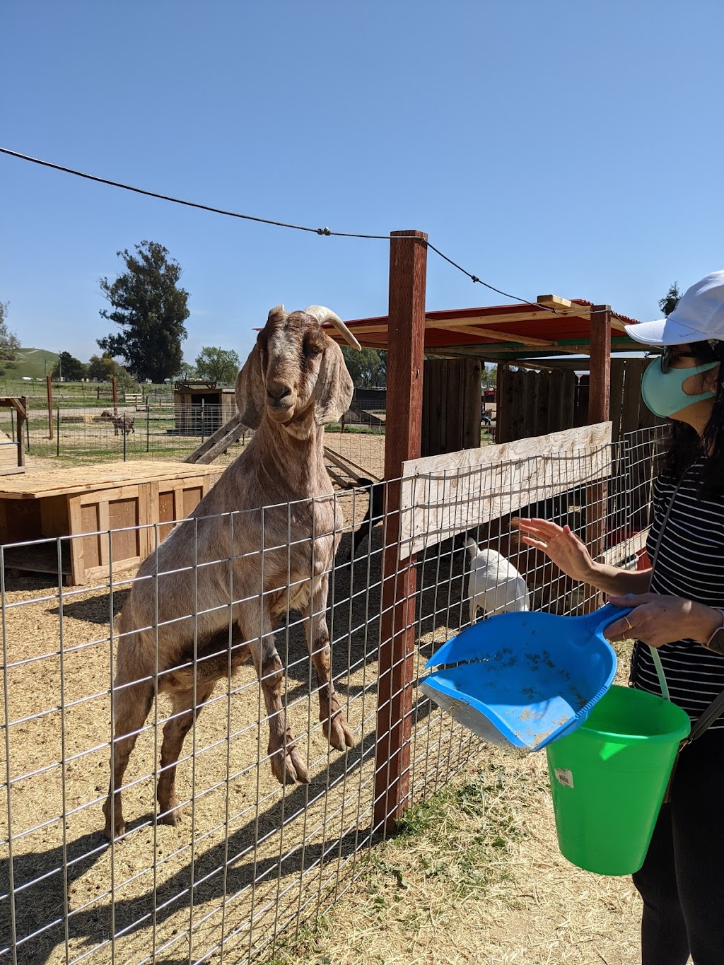 Gilroy Ostrich Farm | 5560 Pacheco Pass Hwy, Gilroy, CA 95020, USA | Phone: (866) 996-7373