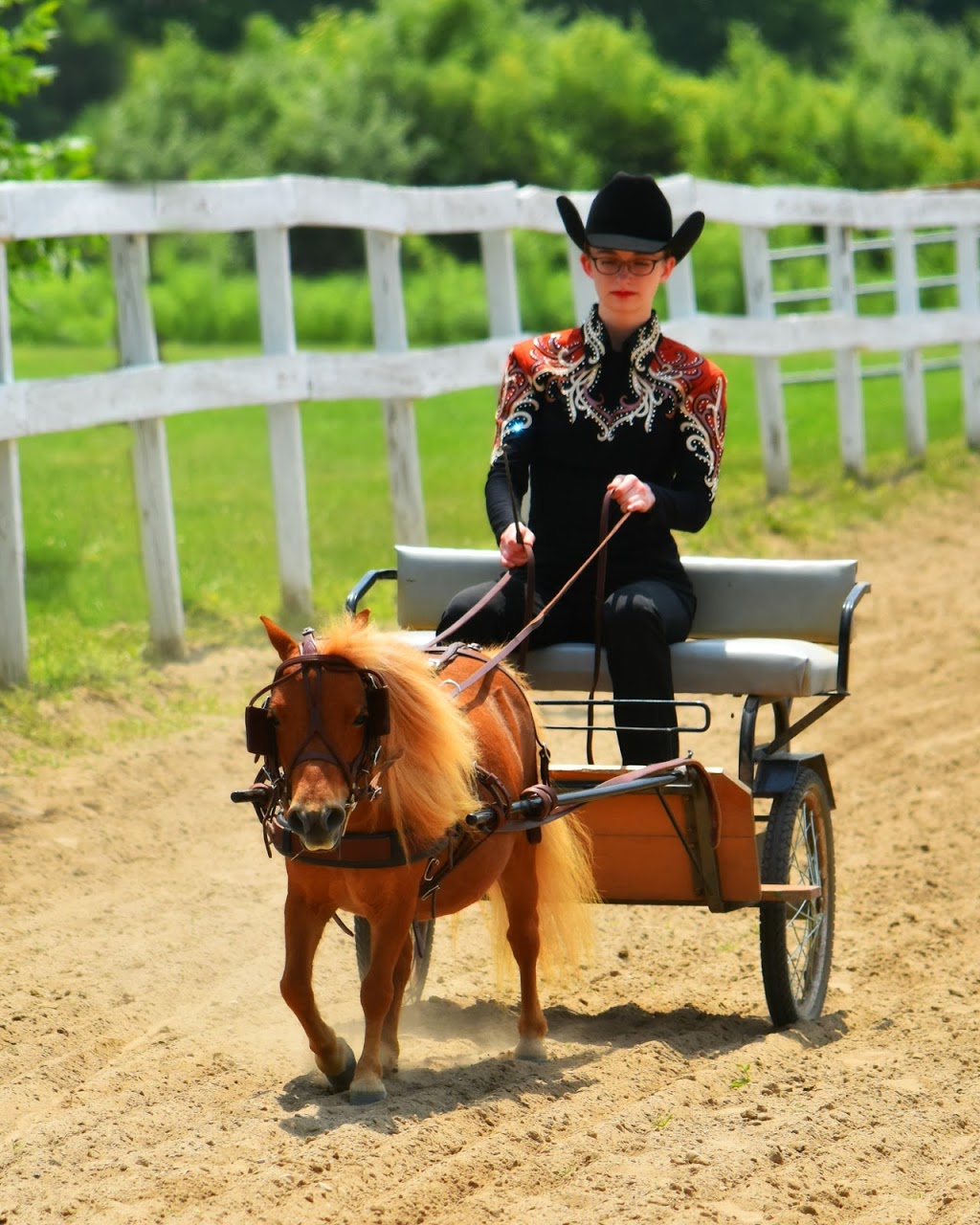 Stable Way Miniature Horse Farm | Armstrong Rd, South Rockwood, MI 48179, USA | Phone: (734) 931-6004