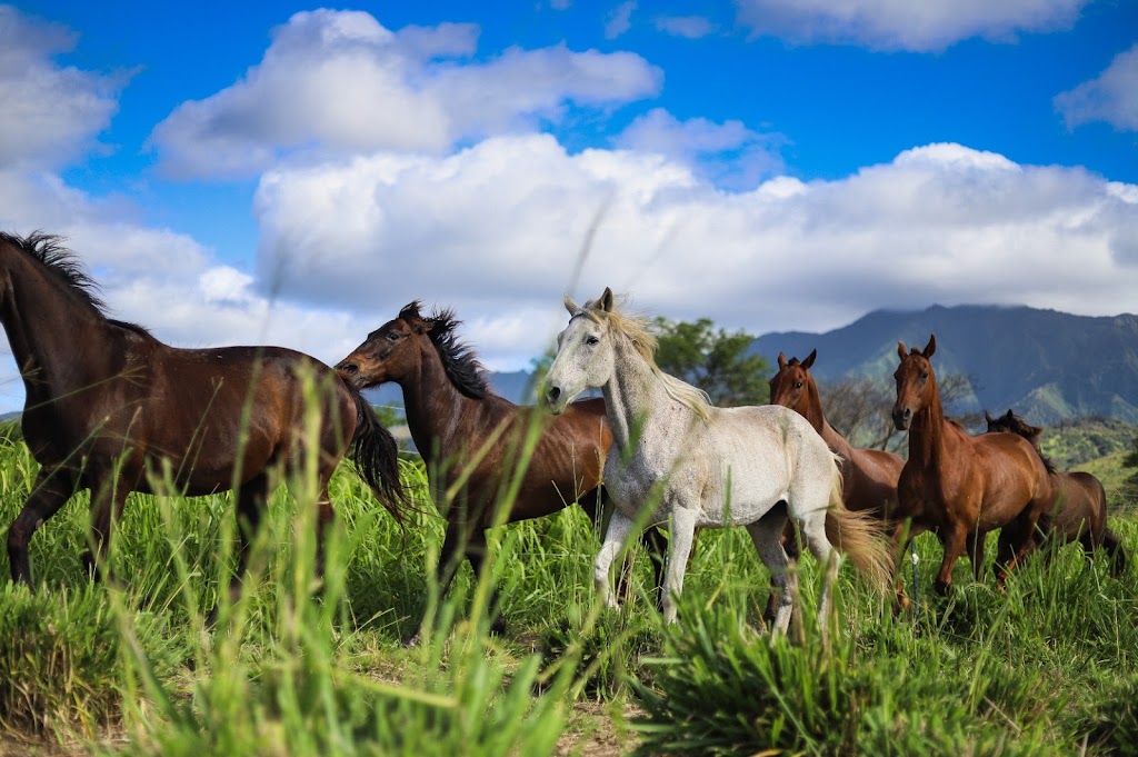 Hawaii Polo Club | 68-411 Farrington Hwy, Waialua, HI 96791 | Phone: (808) 220-5153