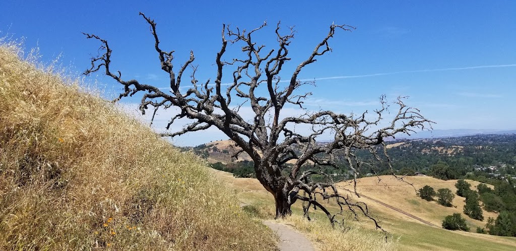 Acalanes Ridge Open Space Acalanes South Trail | 1215 Bacon Way, Lafayette, CA 94549, USA | Phone: (925) 943-8554