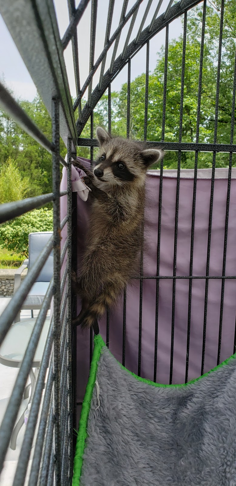 Second Chances Wildlife Center | 487 Gentry Ln, Mt Washington, KY 40047, USA | Phone: (502) 888-5470