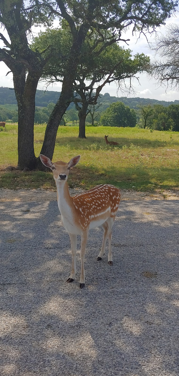 Fossil Rim Safari Campground | Unnamed Road,, Glen Rose, TX 76043, USA | Phone: (254) 897-2960