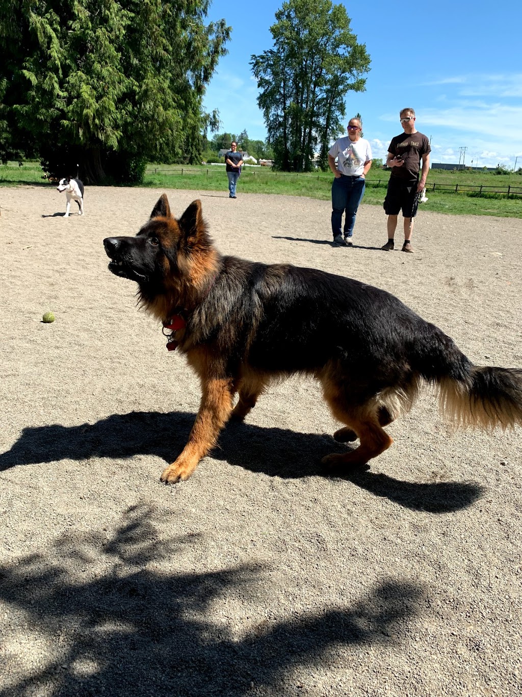 Cavalero Hill Dog Park | 7708 20th St SE, Lake Stevens, WA 98258, USA | Phone: (425) 388-6600