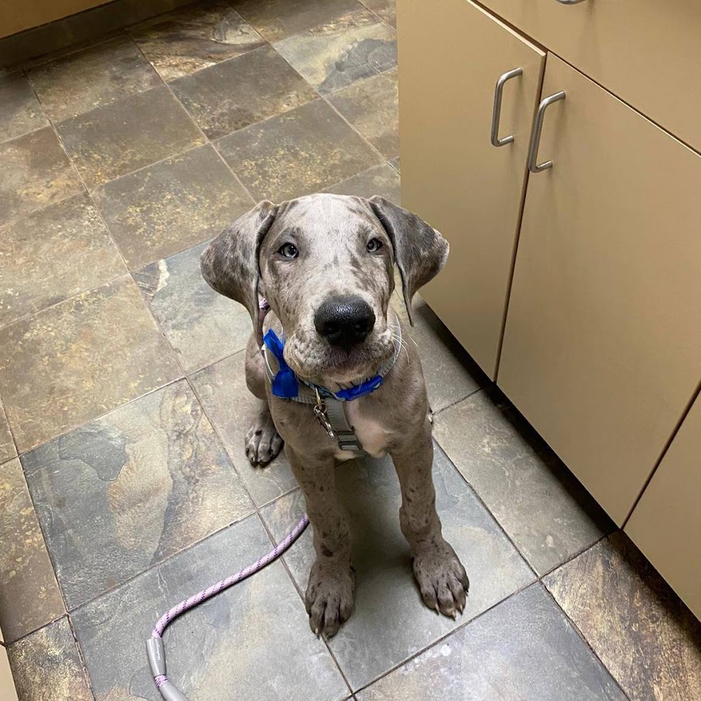 Town & Country Veterinary Hospital | 2010 N Salem St, Apex, NC 27523, USA | Phone: (919) 363-6363