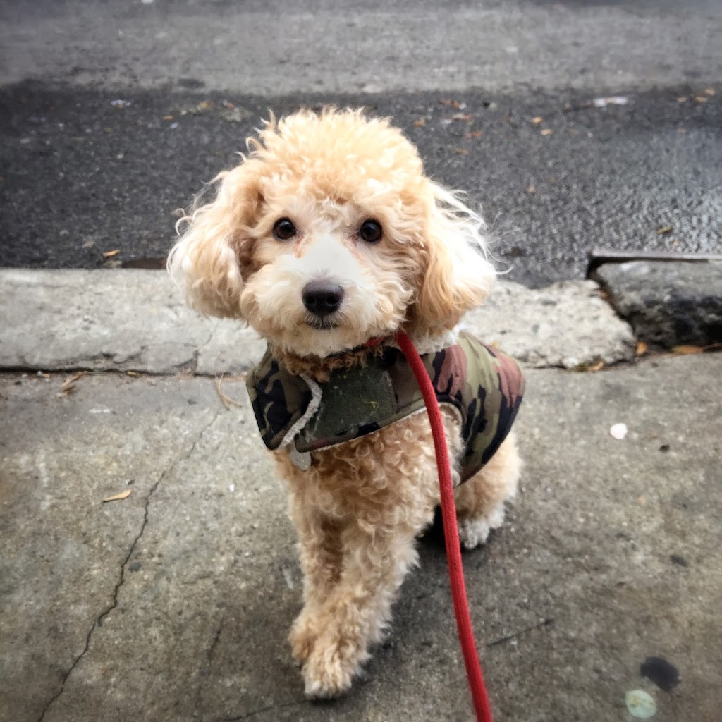 King Pup | 27 Loisaida Ave #3A, New York, NY 10009, USA | Phone: (917) 683-2229