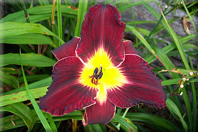 Bluegrass Daylily Gardens | 4122 La Grange Rd, Shelbyville, KY 40065 | Phone: (832) 874-1545