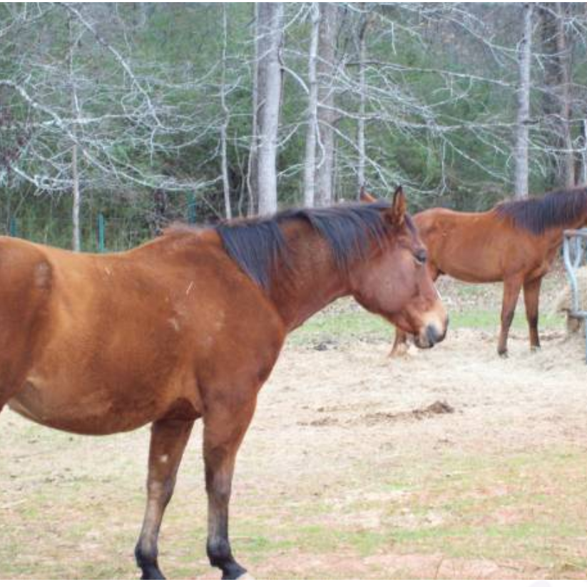Musgrove Farms and Stables | 900 Musgrove Rd, Griffin, GA 30223, USA | Phone: (800) 363-6213
