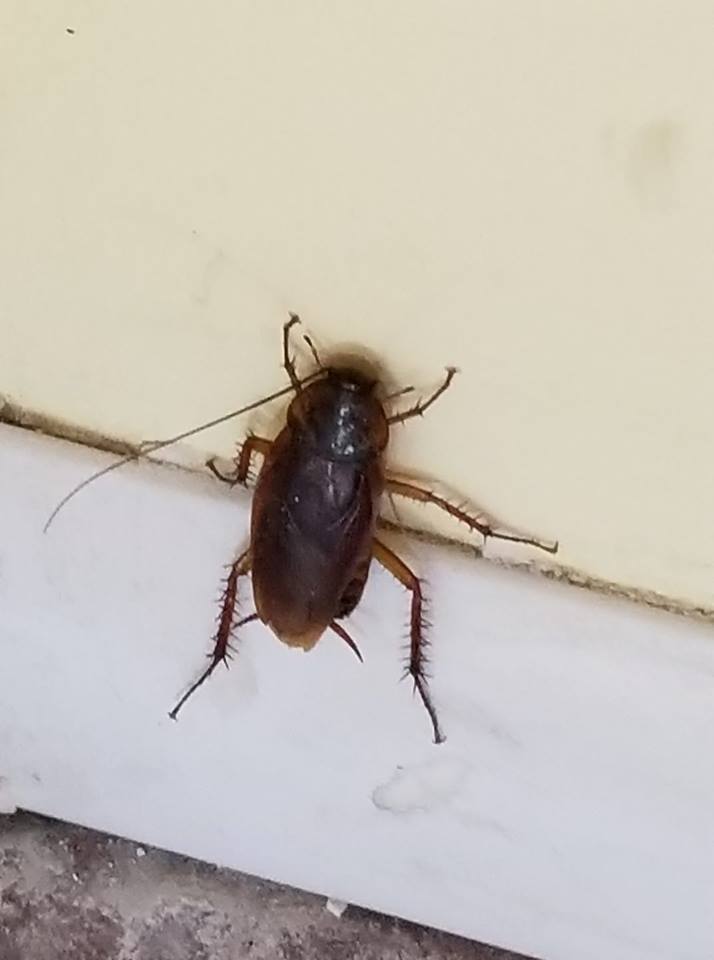 First Choice Termite & Pest | 1155 W Fern Dr, Tucson, AZ 85704, USA | Phone: (520) 744-7877