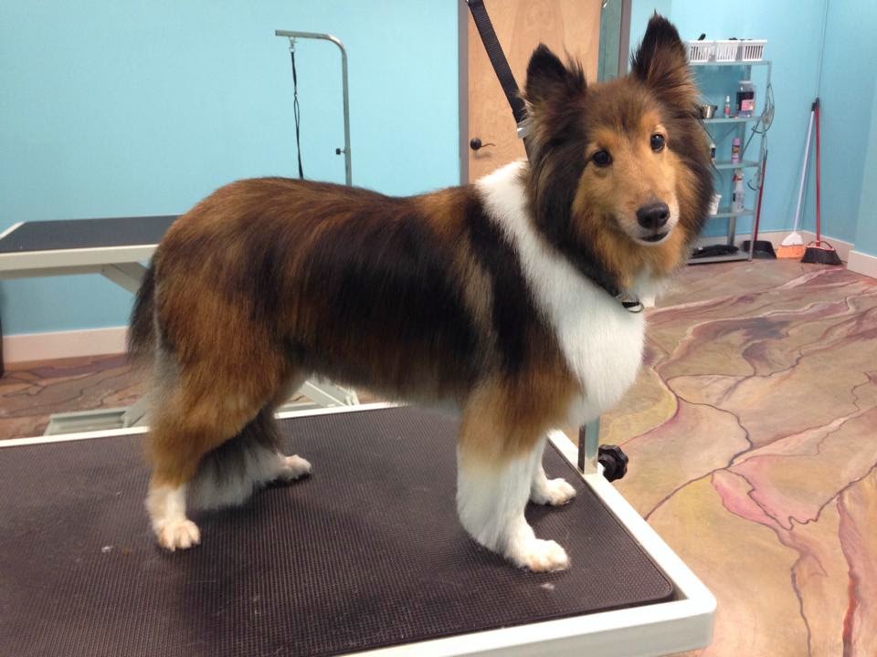 Lucky Dog Grooming & Boutique | 33 Olmsted St, Birmingham, AL 35242, USA | Phone: (205) 582-9142
