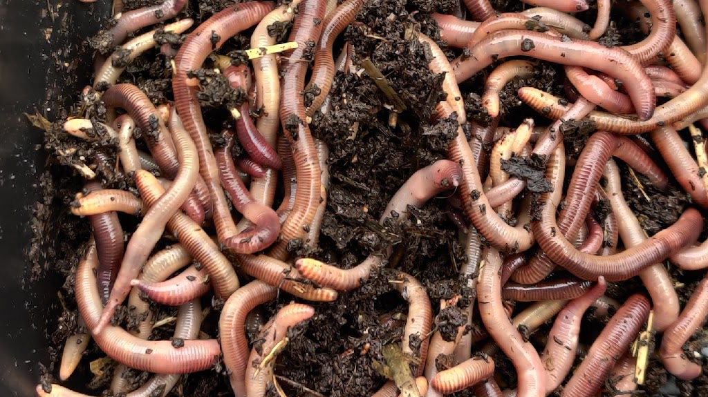 Turners Composting and Bait Worms | 1325 E Stark Rd trlr 28, Dallas, TX 75253, USA | Phone: (214) 973-3951