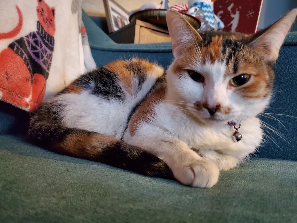 SPCA Serving Erie County | 300 Harlem Rd, West Seneca, NY 14224, USA | Phone: (716) 875-7360