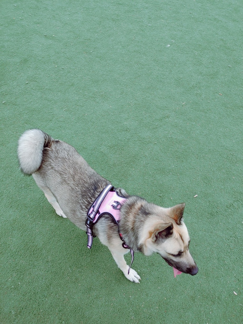 Central Park Dog Park | 1740 Stevenson Blvd, Fremont, CA 94538, USA | Phone: (510) 790-5541