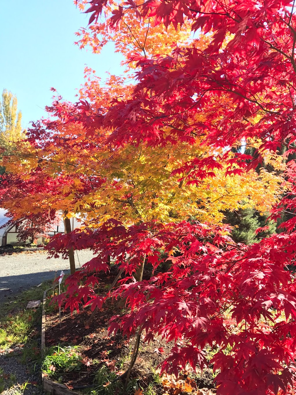 Woods Creek Nursery | 21008 Woods Creek Rd, Monroe, WA 98272, USA | Phone: (360) 794-6823