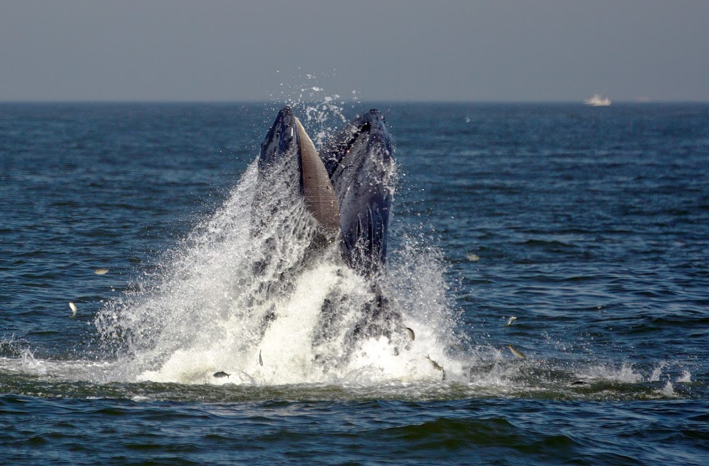 Seastreak Whale Watch | 325 Shore Dr, Highlands, NJ 07732, USA | Phone: (800) 262-8743