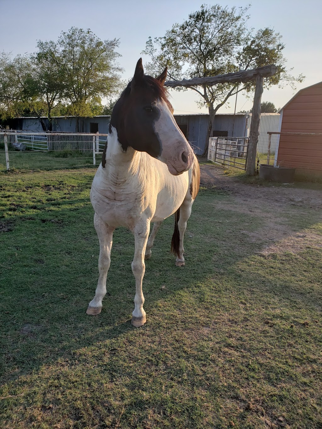 Twin Horn Ranch | 2856 US-380, Greenville, TX 75401, USA | Phone: (903) 423-6700