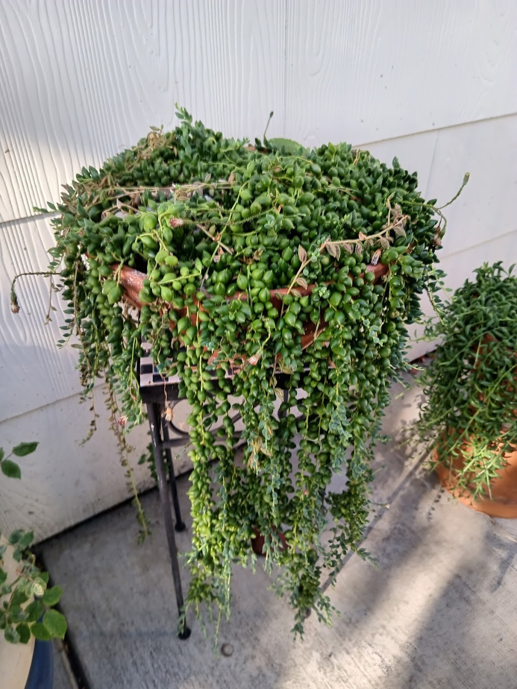 Season of Succulents | 1151 Warburton Ave, Santa Clara, CA 95050, USA | Phone: (408) 449-2654