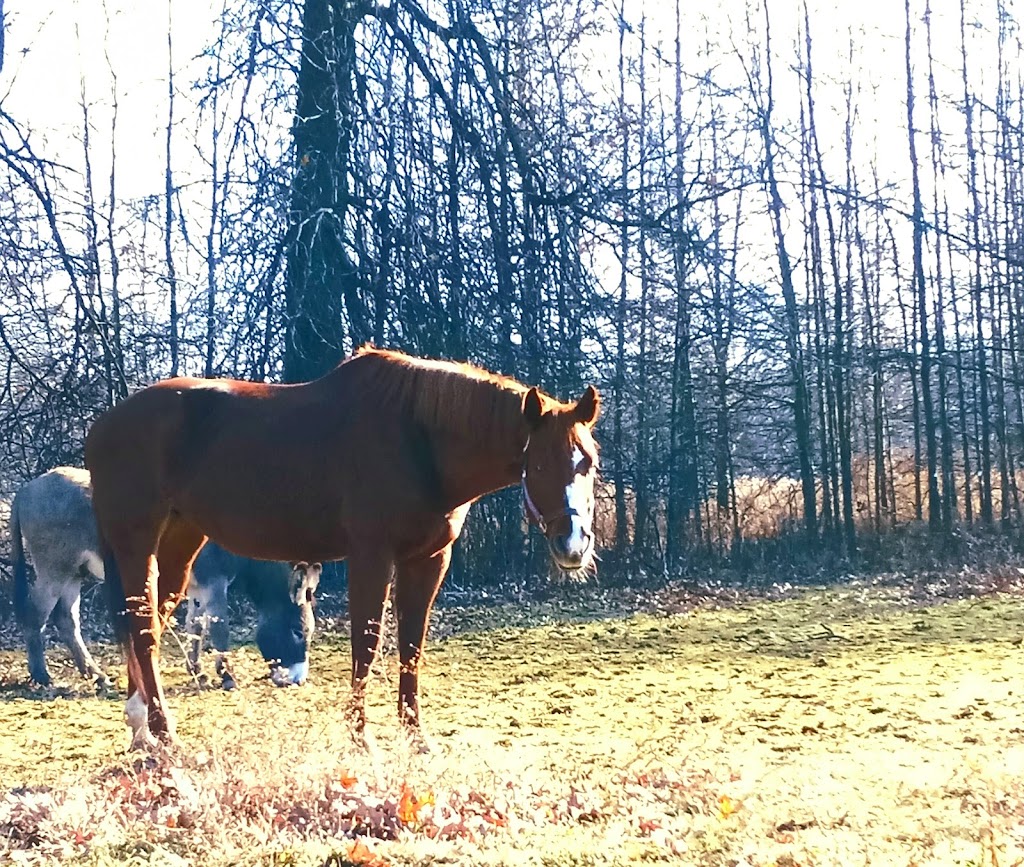 Foundations Equestrian | 27377 Schady Rd, Olmsted Township, OH 44138, USA | Phone: (440) 821-4887