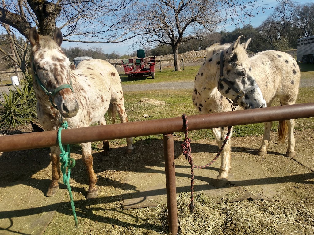 Shadow Glen Family Stables | include rates, 4854 Main Ave, Fair Oaks, CA 95628, USA | Phone: (916) 989-1826