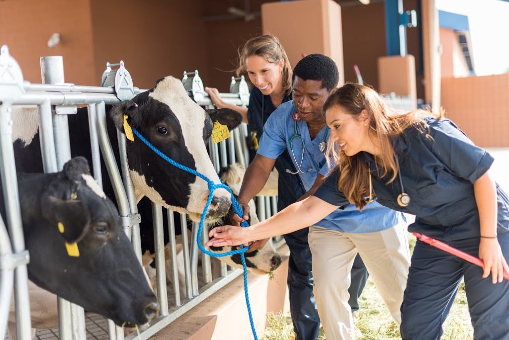 Midwestern University Equine and Bovine Center | 5725 W Utopia Rd, Glendale, AZ 85308, USA | Phone: (623) 806-7575