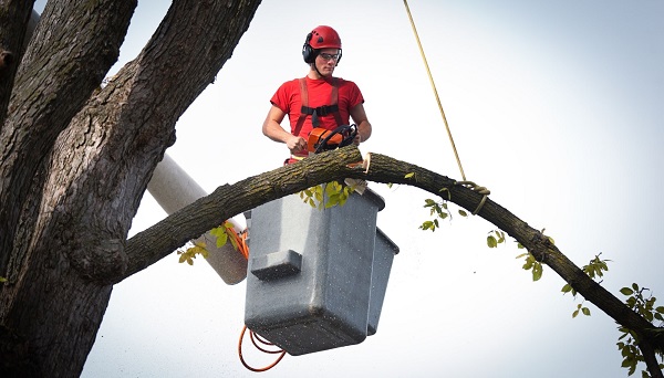 Garden City Tree Service | 1930 Beavers Lane, Potomac, MT 59823, United States | Phone: (406) 258-6498