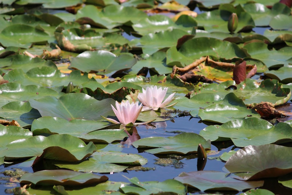 Lynden Sculpture Garden | 2145 W Brown Deer Rd, River Hills, WI 53217, USA | Phone: (414) 446-8794