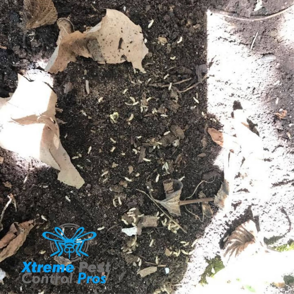 Xtreme Pest Control | 1147 Brookview Cir, Pickerington, OH 43147, USA | Phone: (740) 660-3671