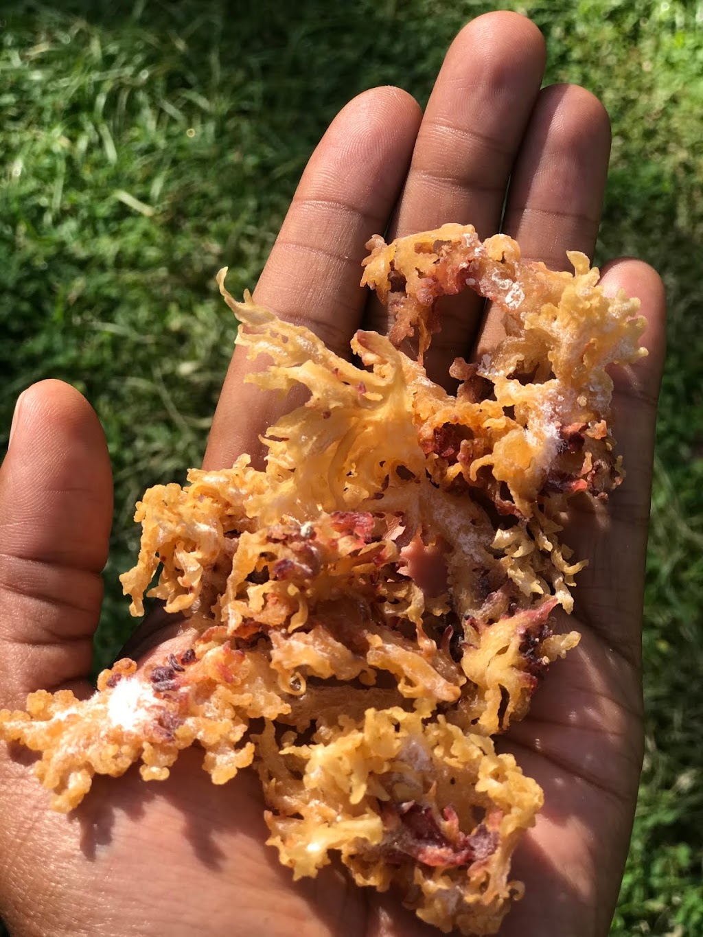 Healing In The Garden | 2001Martin Luther, King Jr. Drive Suite 109, Atlanta, GA 30310, USA | Phone: (678) 732-0175