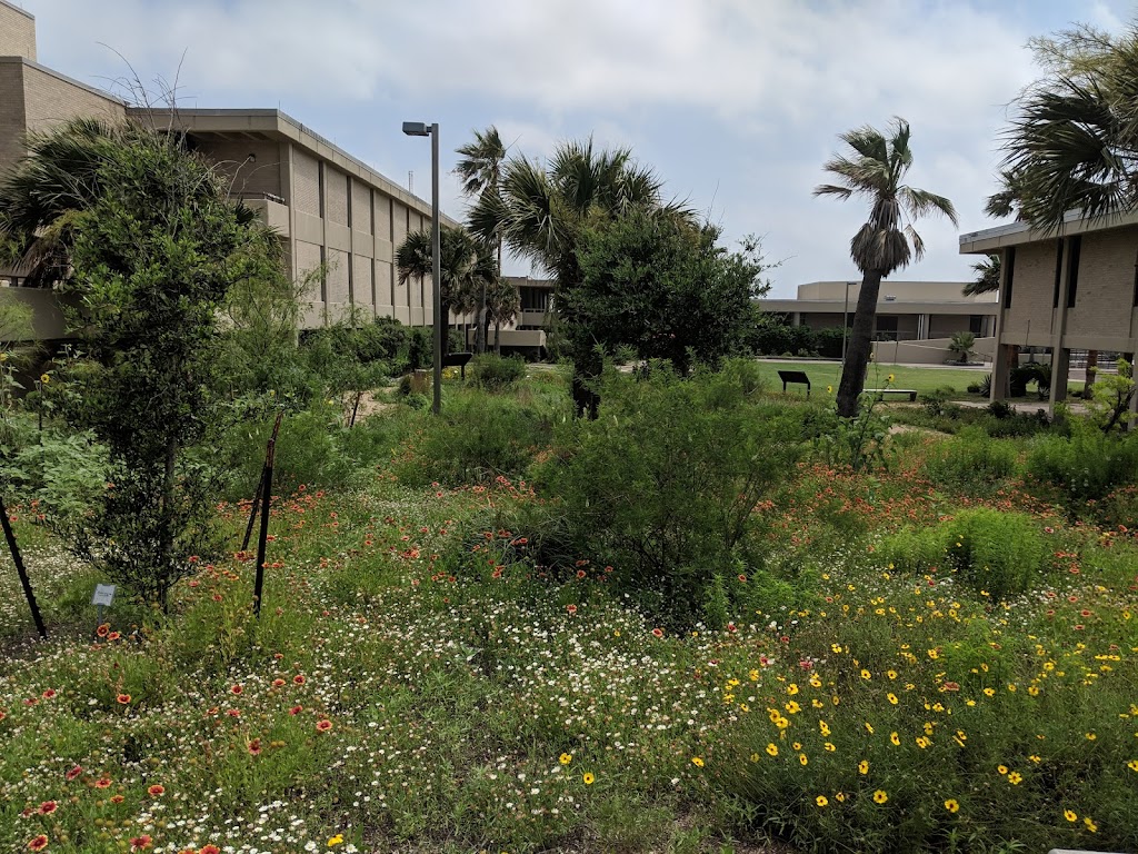 University of Texas, Marine Science Institute | 750 Channel View Dr, Port Aransas, TX 78373, USA | Phone: (361) 749-6711