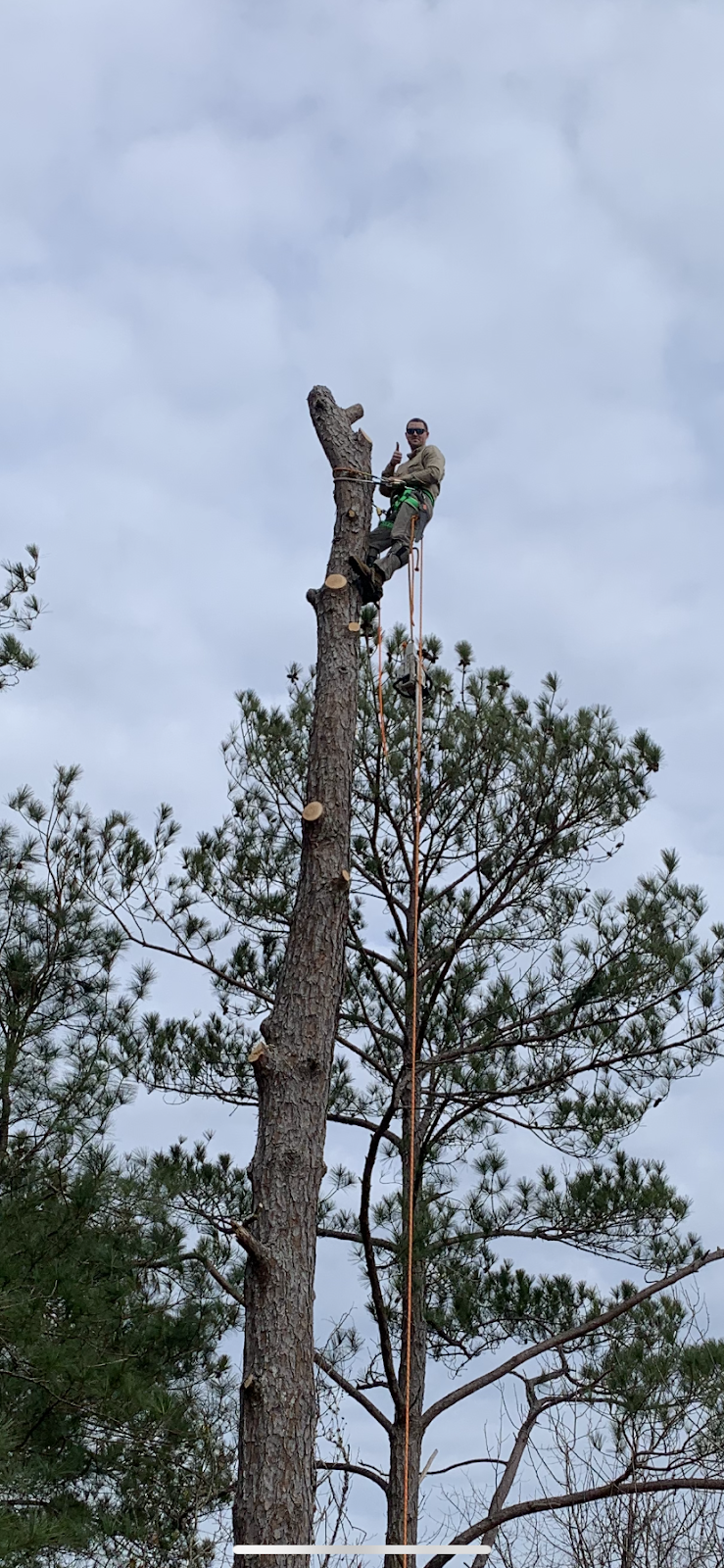 Caldwell Tree Service | 2560 Red Barn Rd, Alexander City, AL 35010 | Phone: (256) 226-5074