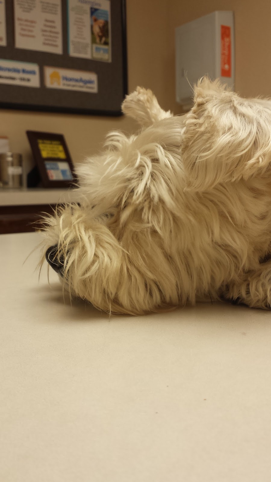 Sanford Oaks Animal Clinic | 2000 W Sanford St, Arlington, TX 76012, USA | Phone: (817) 460-4441