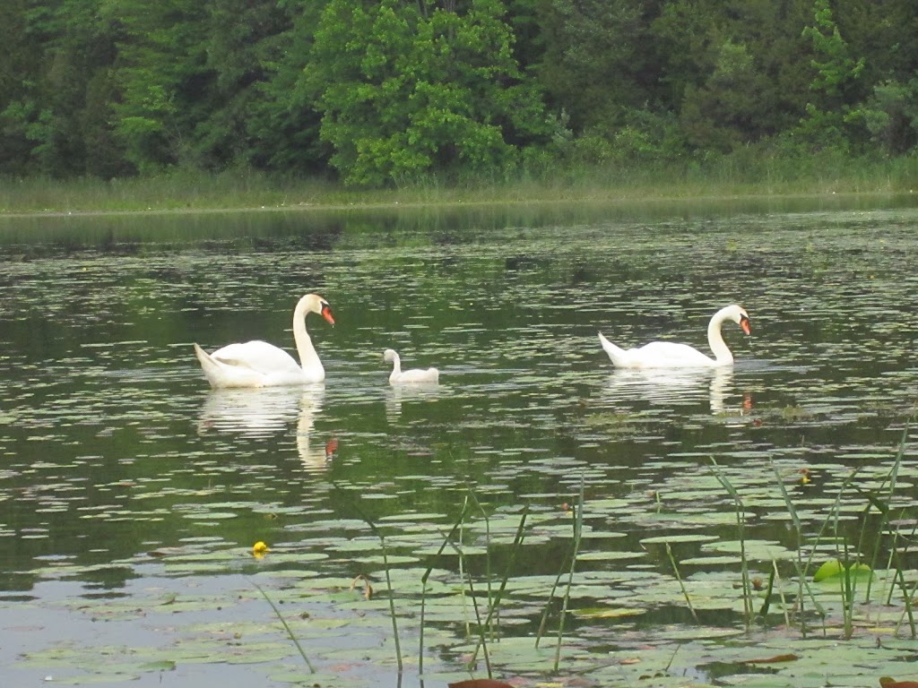 Crooked Lake Rustic Campground | Dexter, MI 48130, USA | Phone: (800) 447-2757