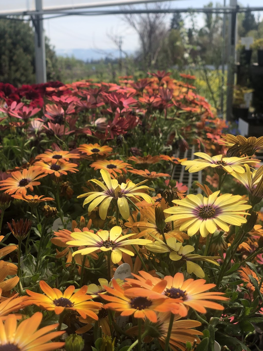 Campbell Farms | 4676 OR-211, Woodburn, OR 97071, USA | Phone: (503) 634-2706